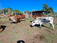 Կով, Nguni cattle — լուսանկար 4