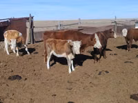 Bull, Kazakh White-headed cow — photo 4