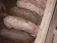 แม่สุกร, หมู — รูปภาพ 1