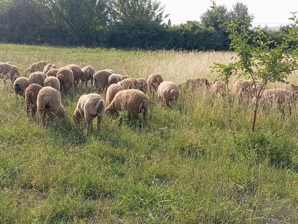 Ram, Sheep