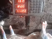 بز ماده, بز — عکس 3