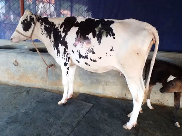 Cow, Holstein breed — Bangladesh