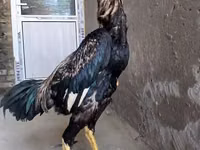 Chickens — عکس 2