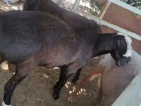 Ram, Arashan sheep — photo 5