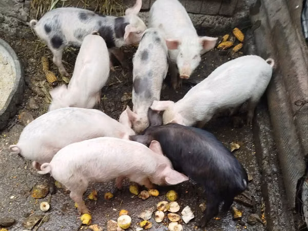 Babi hutan, Pigs