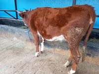 گائے, قازق سفید سر گائے — تصویر 7