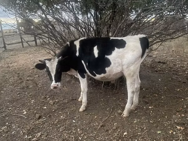 Bull, Russian Black pied cattle — Kazakhstan