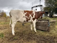 Cow, Russian Black pied cattle — photo 3