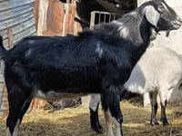 Billy Goat, Nubian Goat — photo 3