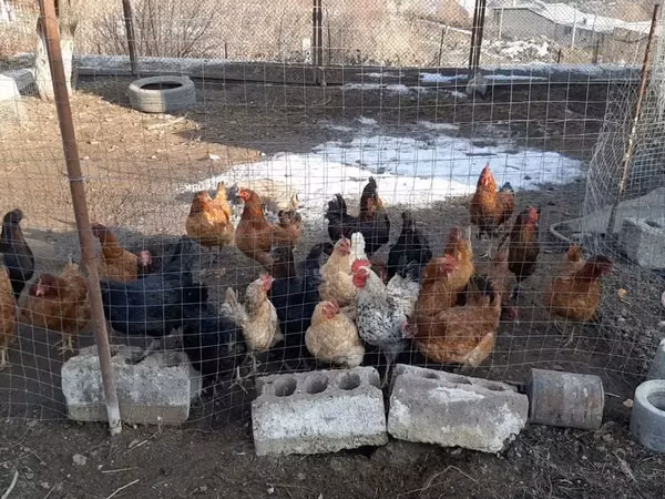 Chickens — Armenia