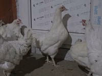 Chickens — լուսանկար 2