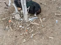 Ducks — 2. fotó