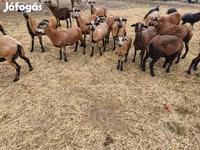 Sheep, Cameroon sheep — photo 2