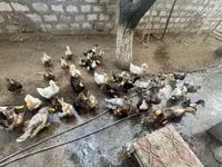 Ducks — photo 1