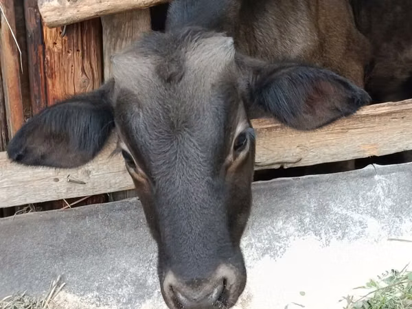 Dibi, Swiss cattle