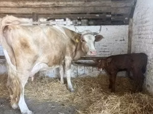 ላም, Simmental cattle — ሀንጋሪ