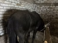 Kuda jantan, Horses — foto 4