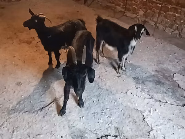 Goats (batch, sex not specified), Goats — Azerbaijan