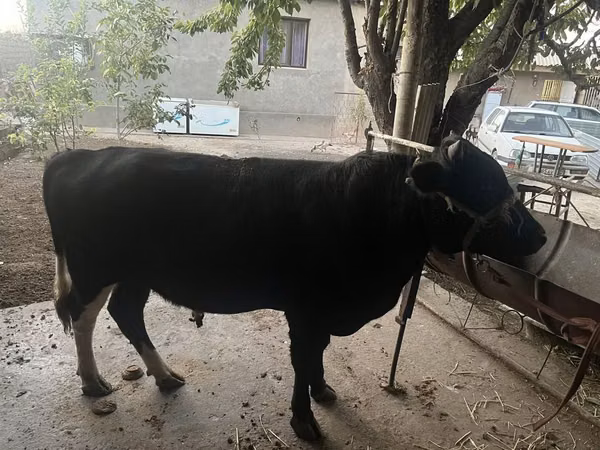 Bull, Cattle — Kazakhstan