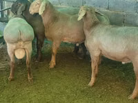 Κριός, Rhon sheep — φωτογραφία 2