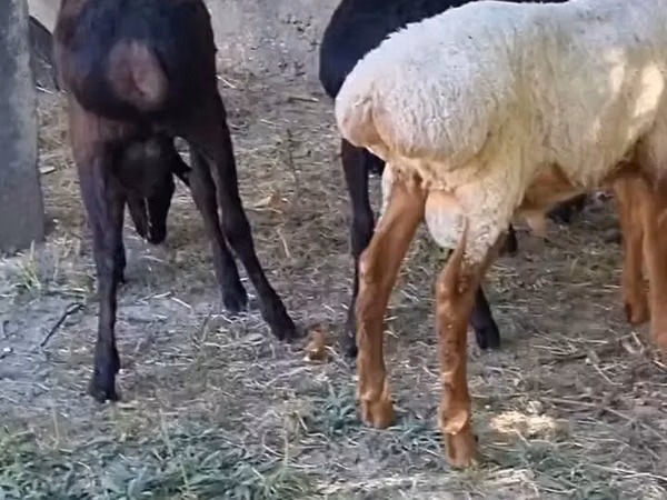Ram, Sheep — Uzbekistan