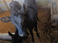 Sapi (batch, jenis kelamin tidak disebutkan), Cattle — foto 4