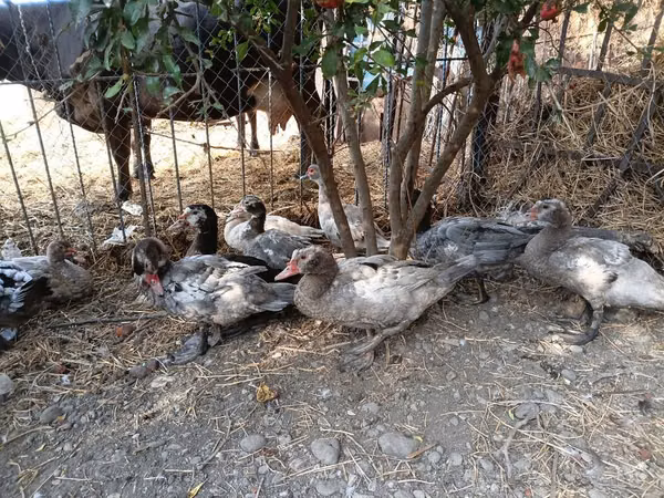Ducks
