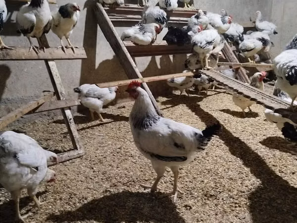 Chickens — Азербайджан