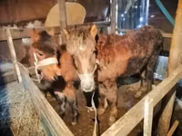 Cavallo, Cavalli — foto 1