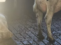 母牛, Holstein breed — 照片 5