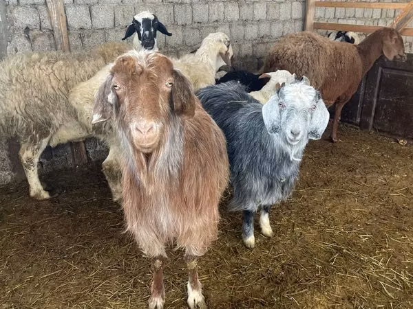 Goat, Goats — Uzbekistan