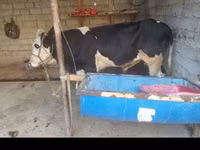 Vache, Bovins — photo 2