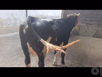सांड, Simmental cattle — फ़ोटो 3