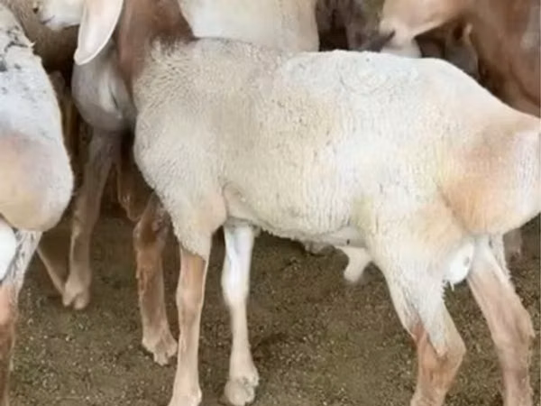 Koç, Arashan sheep — Özbekistan