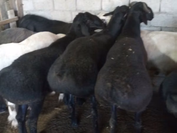 Ram, Sheep — Uzbekistan
