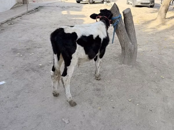 Бик, Russian Black pied cattle