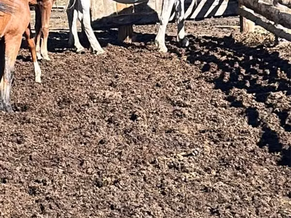 Kuda betina, Horses — Kazakhstan