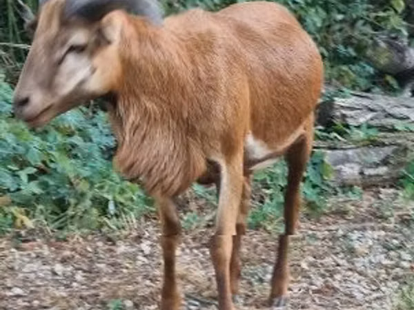 قوچ, Cameroon sheep — مجارستان
