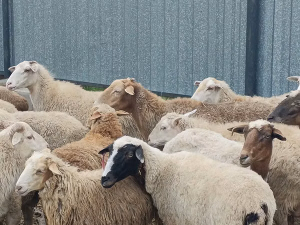Ram, Sheep — Kazakhstan