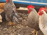 Chickens — عکس 3