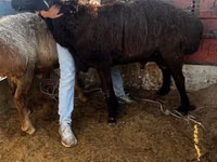 Montone, Arashan sheep — foto 2