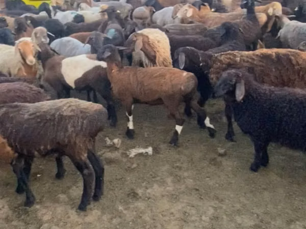 Ram, Sheep