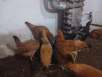 Chickens — снимка 4