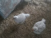 Chickens — foto 1