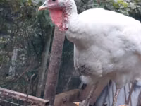 Turkeys — 写真 1