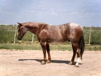 Horse (M), Quarter Horse — photo 2