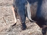 Billy Goat, Nubian Goat — photo 3