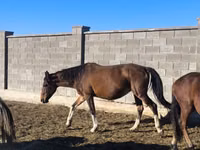 Mare, Horses — photo 1