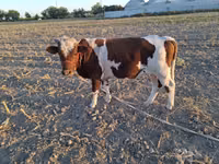 Bull, Simmental cattle — photo 3