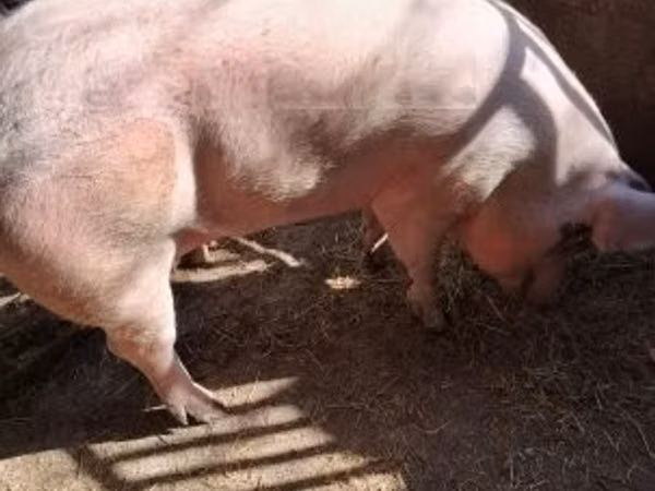 Pigs (batch, sex not specified), 